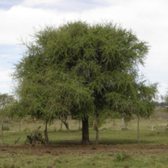Quebrachillo (Acanthosyris spinescens)