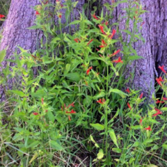 Canario Rojo - Ajicillo (Dicliptera squarrosa)