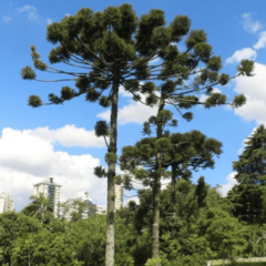 Pino Paraná (Araucaria angustifolia)