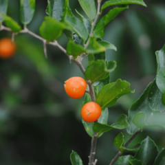 Tala Gateador (Celtis iguanea)