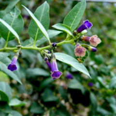 Talilla (Lycium cestroides)