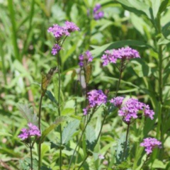 Verbena (Verbena rigida)