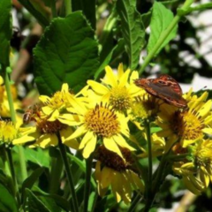 Girasolillo (Verbesina subcordata)