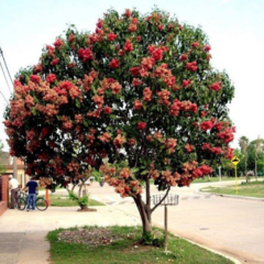 Viraró (Ruprechtia salicifolia)