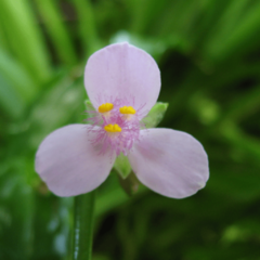 Santa Lucía Morada (Tripogandra diurética)