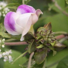 Caracol - Poroto de Campo (Vigna adenantha)