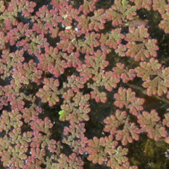 Helechito de Agua (Azolla filiculoides)