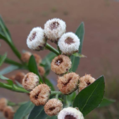 Yerba Lucera (Pluchea sagitalis)