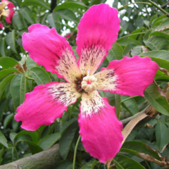 Palo Borracho Rosado (Ceiba speciosa)