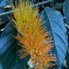Cepillo de Mono (Combretum fruticosum)