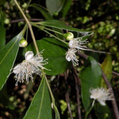 Murta - Arrayán (Myrceugenia glaucescens) - comprar online