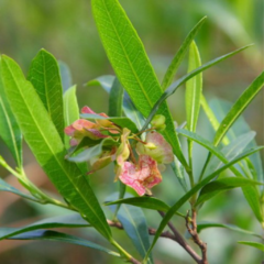 Chirca (Dodonaea viscosa)