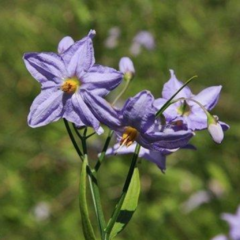 Amor Porteño (Solanum amygdalifolium)