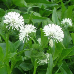 Jazmín del Bañado (Gymnocoronis spilanthoides)