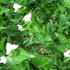 Santa Lucía Blanca (Tradescantia fluminensis)