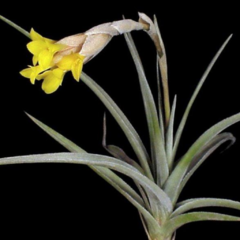 Clavel del Aire Amarillo (Tillandsia ixioides)