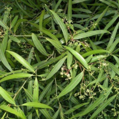Laurel de Río (Nectandra angustifolia)