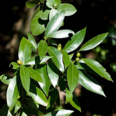 Laurel Criollo (Ocotea acutifolia)