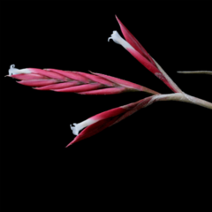 Clavel del Aire Rojo (Tillandsia lorentziana