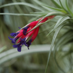 Clavel del Aire (Tillandsia aeranthos)