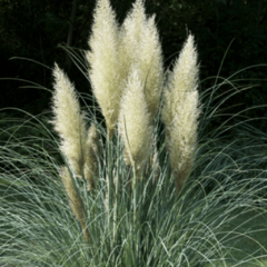 Cortadera - Pampa Grass (Cortaderia selloana)
