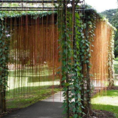 Cortina del Cielo (Cissus verticilata)