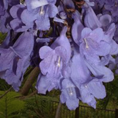 Jacarandá (Jacarandá mimosifolia)