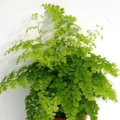 Culandrillo - Culantrillo (Adiantum sp.)