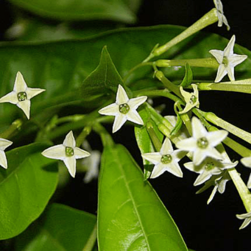 Galán de Noche - Dama de Noche (Cestrum nocturnum)