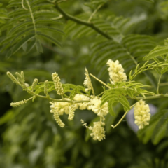 Ñapindá - Uña de Gato (Acacia bonariensis)