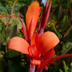 Achira Roja (Canna indica)