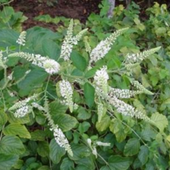 Niñorupá - Cedrón de Monte (Aloysia virgata)