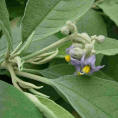 Fumo Bravo (Solanum granulosum leprosum)