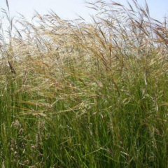 Flechillar (Stipa neesiana)