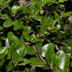 Coronillo (Scutia buxifolia)