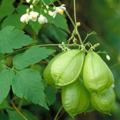 Globito Cipó (Cardiospermum grandiflorum)