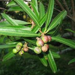 Curupí – Lecherón (Sapium haematospermum) - comprar online