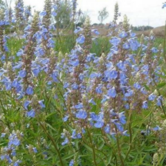 Salvia Celeste (Salvia uliginosa)