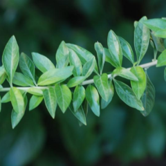 Burrito (Aloysia polystachya)