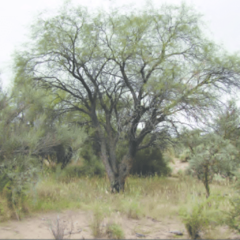 Algarrobo Dulce - Alpataco (Prosopis flexuosa)