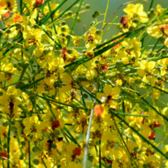 Cina Cina (Parkinsonia acuelata)