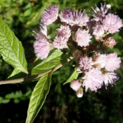 Hierba de San Simón (Vernonia scorpioides)