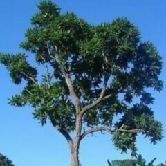 Cedro Misionero - Igary (Cedrela fissilis)