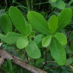 Envirá - Ibirá (Daphnosis racemosa)