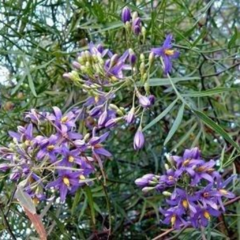 Jazmín de Córdoba (Solanum angustifidum)