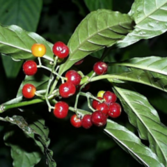 Jazmín de la Costa (Psychotria carthagenensis )