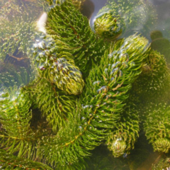 Pinito de Agua (Ceratophyllum demersum)