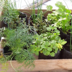 Cajón de Madera con Plantines de Aromáticas y de Huerta x 12 unidades