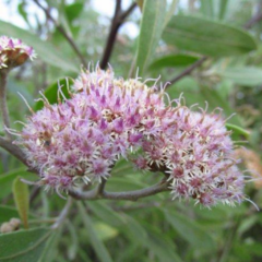 Aliso de Río (Tessaria integrifolia)