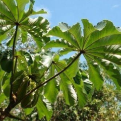 Ambay (Cecropia adenopus)